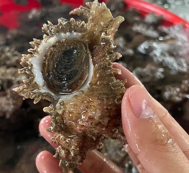 Loài ốc vỏ màu trắng mang hình dáng đặc biệt như những con sư tử.