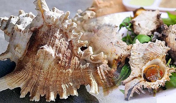 Ốc sư tử thông thường có thể chế biến thành các món xào, luộc, hấp.