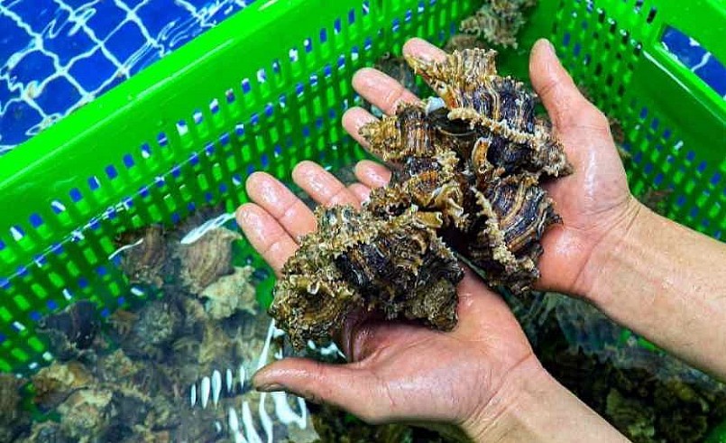 Ốc sư tử ngày càng khan hiếm nên giá cũng khá đắt đỏ.