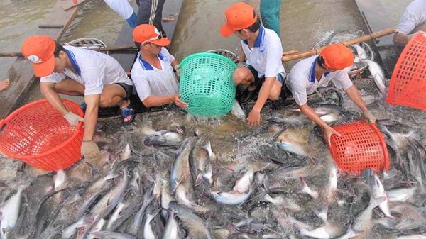 Xuất khẩu cá tra sang Trung Quốc đang có xu hướng tích cực