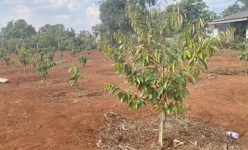 Những vườn sầu riêng mới trồng thay thế cây trồng khác trên Tây Nguyên.