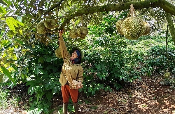 Những diện tích trồng sầu riêng nhỏ lẻ hoặc trồng xen canh sẽ khó khó khăn khi xét cấp mã số vùng trồng.