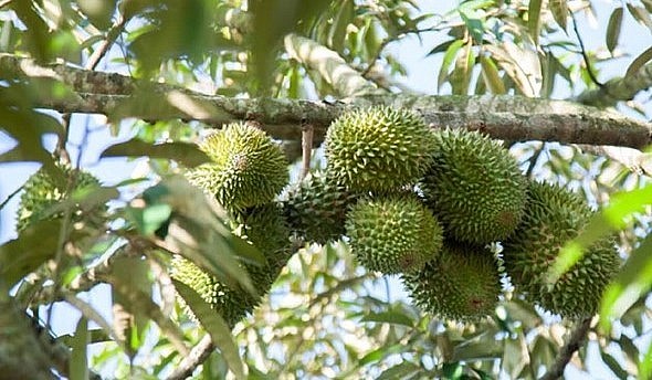 Sau hơn chục năm phát triển, rất nhiều nông dân sầu riêng ở Tây Nguyên vẫn yếu về kỹ thuật chăm sóc. 