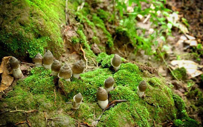 nấm mối tự nhiên 