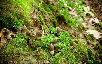 Nấm Mối đầu mùa có giá gần triệu đồng, giá đắt có "sắt ra miếng" ?