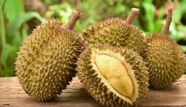 Sầu riêng Ri6 vào thị trường Anh có nhiều lợi thế cạnh tranh nhờ UKVFTA