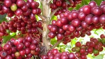 Giá nông sản hôm nay 12/5: Cà phê đỏ sàn giảm sốc thủng đáy 52.800 đồng/kg, hồ tiêu tăng vọt lập đỉnh mới