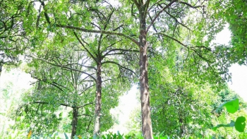 Ngỡ ngàng trước vườn măng cụt cổ thụ nu sần sùi, cây trăm tuổi quả ngọt sai trĩu cành