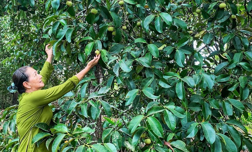 Gia đình bà Lan giữ lại vườn măng cụt cổ thụ để phục vụ khách du lịch.