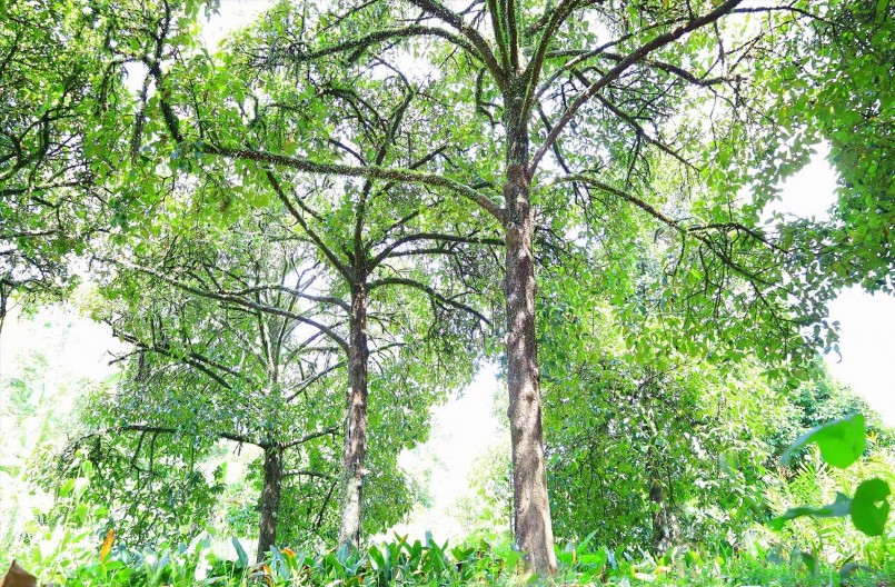 Vườn măng cụt cổ thụ có tuổi đời lên đến gần 200 năm vẫn ra quả xum xuê.