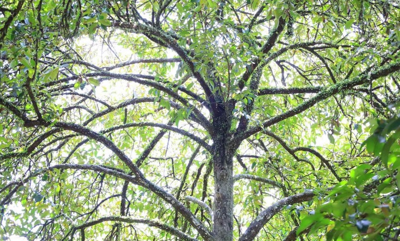 Vườn măng cụt hiện còn khoảng 70 cây có tuổi đời gần 200 năm.