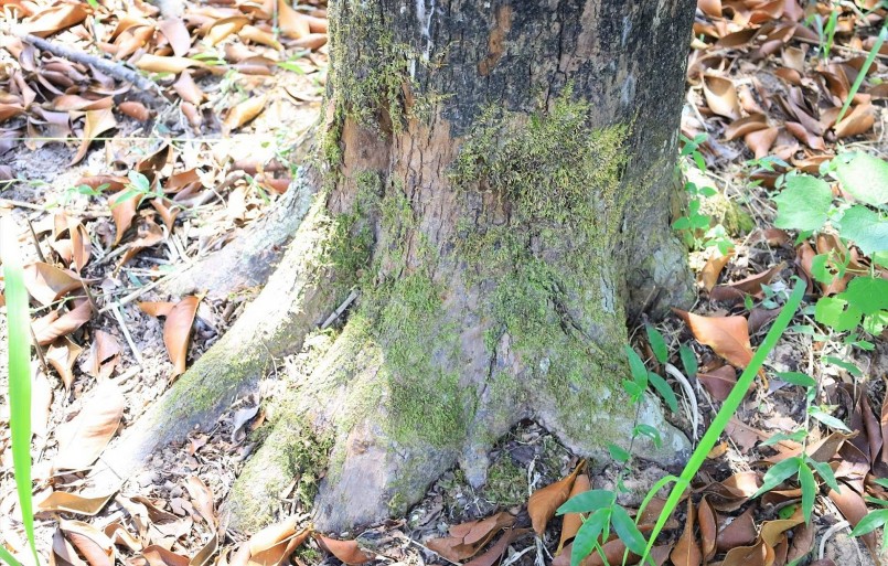 Những gốc măng cụt cổ thụ rêu phong.