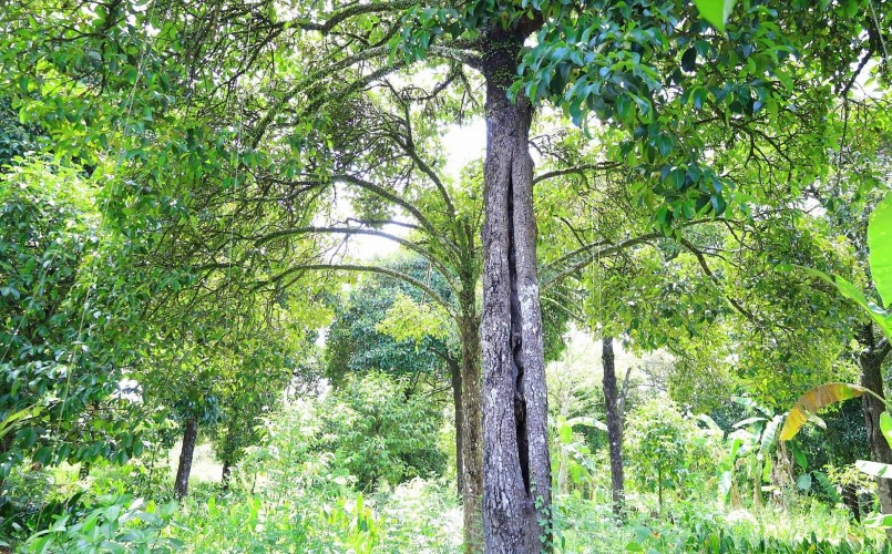 Trên thân những cây măng cụt cổ thụ còn lưu vết bom đạn thời chiến tranh.