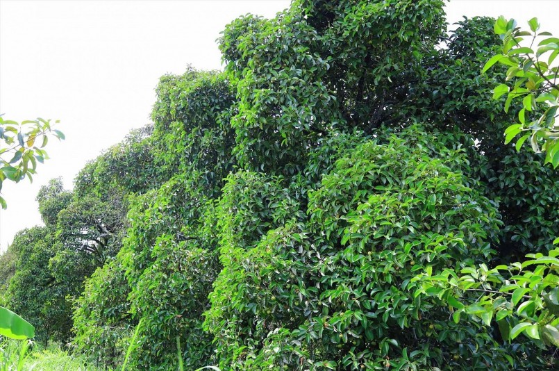 Vườn măng cụt tại đây hoàn toàn tự nhiên, không phun thuốc, cỏ vẫn mọc um tùm khắp lối đi giữa các bờ kênh, mương.