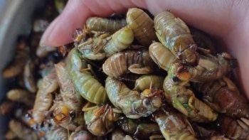 Ăn ve sầu có tốt cho sức khoẻ như lời đồn?