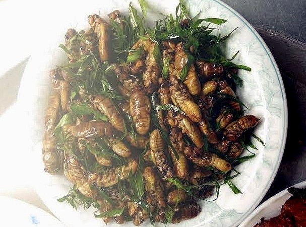 Món ngon từ ve sầu