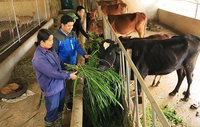 Khu nuôi bò tron trang trại.