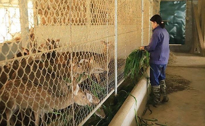 Khu nuôi hươu cho hiệu quả cao.