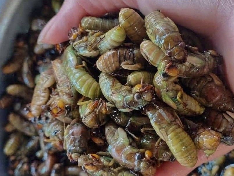 Ve sầu chế biến được vô số món ngon