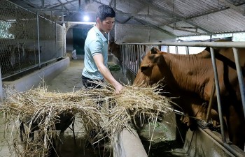 Bỏ lương 30 triệu, kỹ sư cùng vợ về quê chăn bò, 7 năm da đen cháy bù lại có thu nhập nửa tỷ mỗi năm