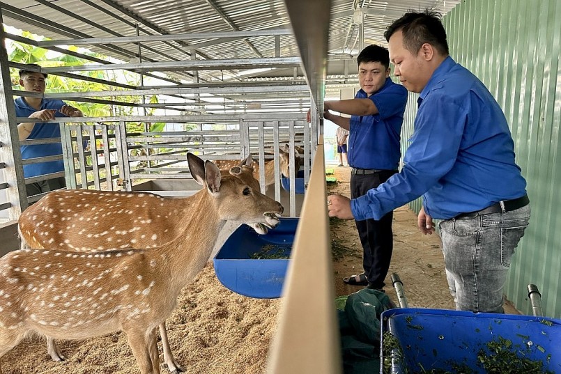 Trại nuôi hươu sao của anh Nguyễn Huỳnh Hùng 