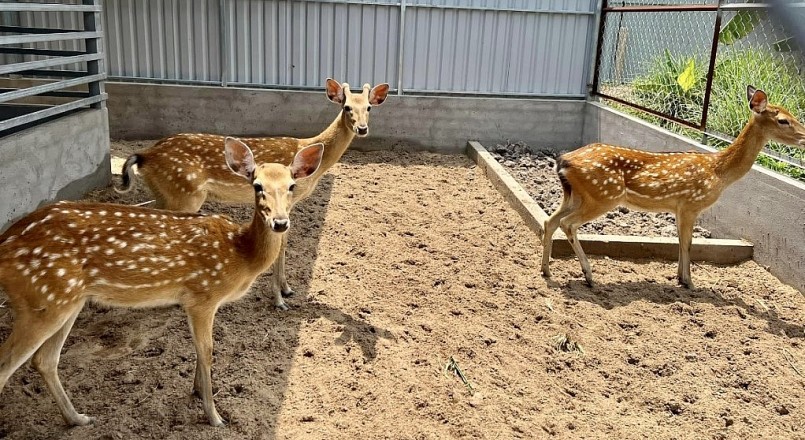 Dù mới bắt tay vào nuôi hươu nhưng rất khả quan, hươu lớn nhanh và chuẩn bị cho lứa lộc đầu tiên.