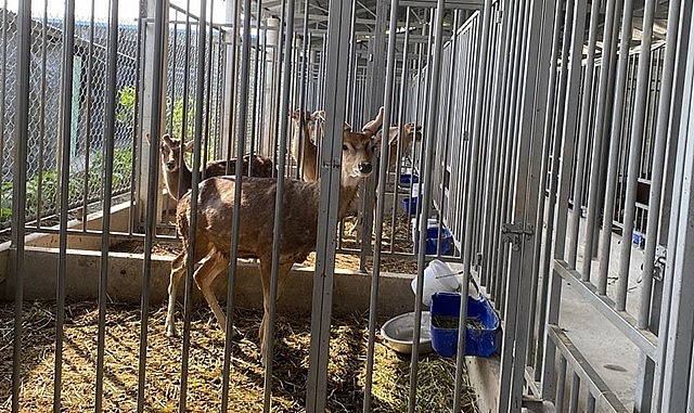 Một góc khu chuồng nuôi hươu sao của anh Huỳnh Văn Dân - người đầu tiên nuôi hươu lấy nhung ở Long An.