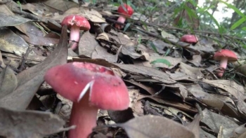 Đặc sản Lạng Sơn được ví như "vàng đỏ", một năm xuất hiện 2 lần, có bao nhiêu thương lái cũng mua hết