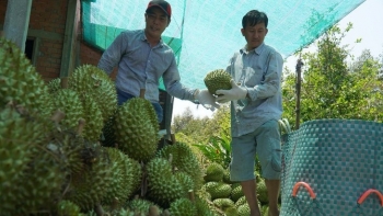 Giá sầu riêng giảm liên tục vì sao nhà vườn ở Tiền Giang vẫn vui khi bước vào chính vụ?