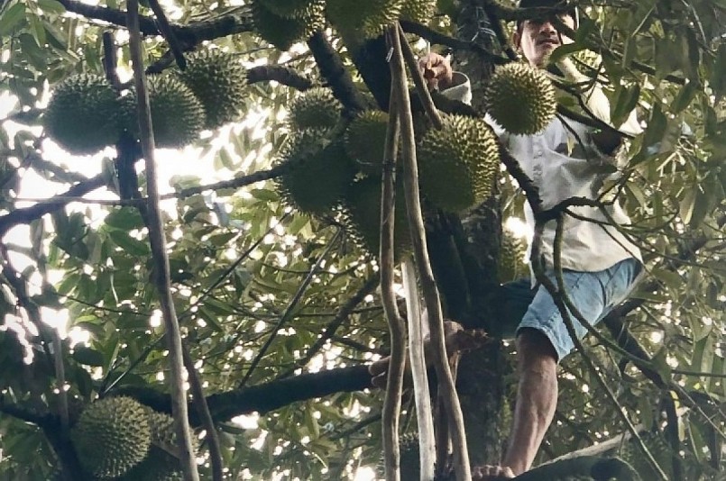 Thu hoạch vườn cây sầu riêng tại tỉnh Tiền Giang. Thu hoạch vườn cây sầu riêng tại tỉnh Tiền Giang.