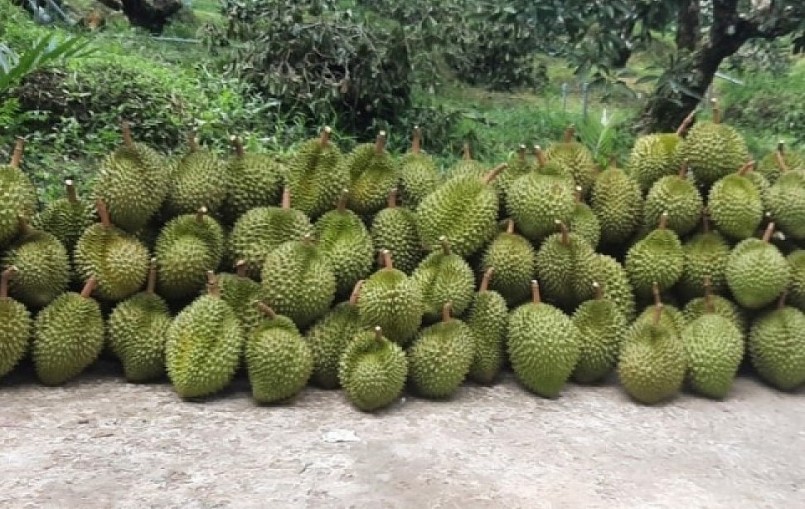 Trái sầu riêng giá giảm nhưng nhà vườn vẫn có lãi khá. Trái sầu riêng giá giảm nhưng nhà vườn vẫn có lãi khá.