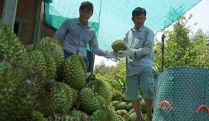 Sầu riêng cắt tại vườn hiện có giá khoảng 50.000 đồng/kg. Sầu riêng cắt tại vườn hiện có giá khoảng 50.000 đồng/kg.
