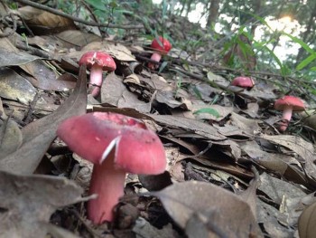 Đặc sản Lạng Sơn được ví như "vàng đỏ", một năm xuất hiện 2 lần, có bao nhiêu thương lái cũng mua hết