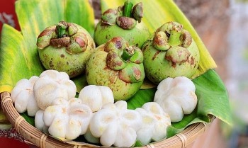 Nữ hoàng trái cây tưởng chỉ ăn chín ai ngờ quả xanh giá nửa triệu/kg vẫn cháy hàng