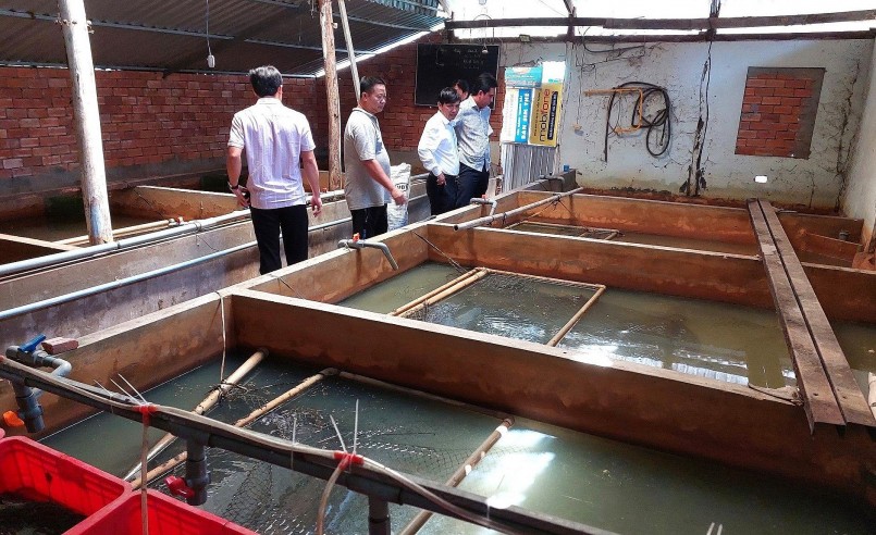 Trang trại nuôi lươn của ông Hải được nhiều người tới tìm hiểu và học hỏi.