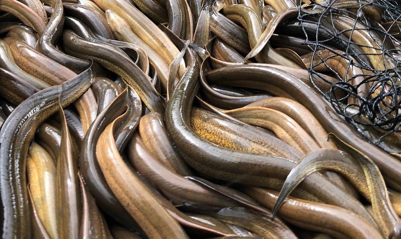 Không chỉ thành công trong nuôi lươn sạch thương phẩm, Ông Nguyễn Thanh Hải