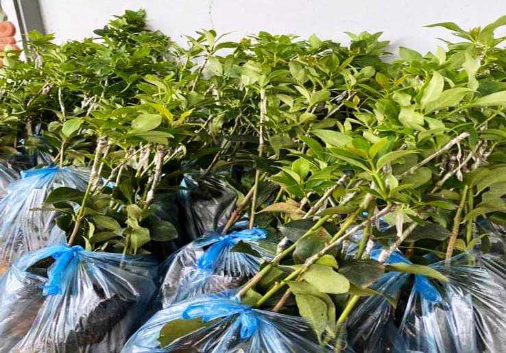 Bài viết chi tiết