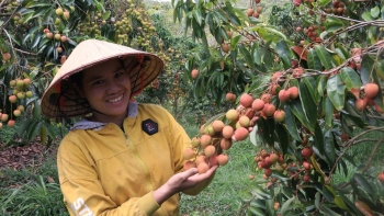 Đưa giống vải trứ danh đất Lục Ngạn về vùng hang động núi lửa, mở đầu câu chuyện về cây tiền tỷ