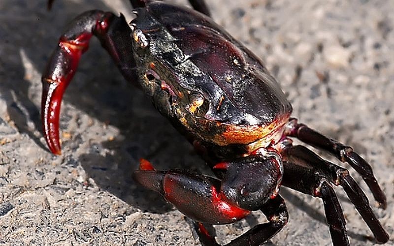 Ba khía thuộc họ cua có càng to, là loại còng biển có ba gạch