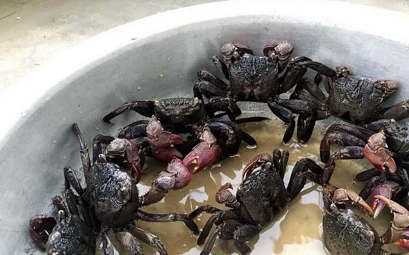 Ba khía ngon nhất là vào mùa mưa