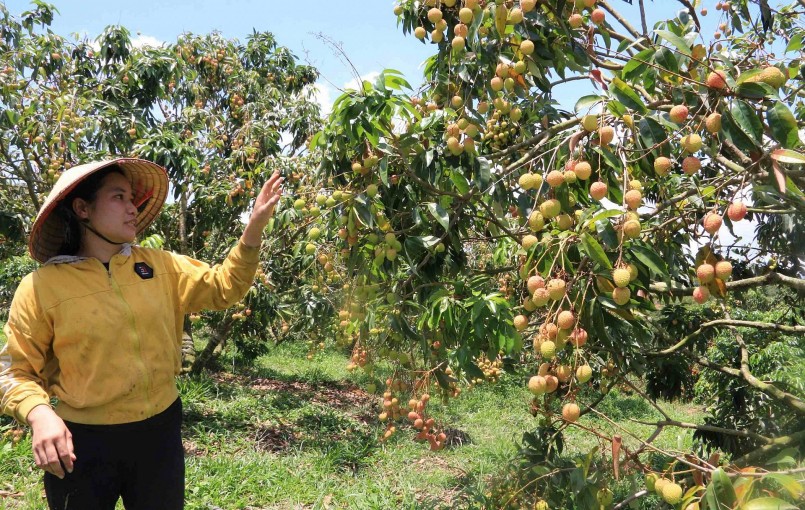 Trên diện tích đất rẫy 3h, gia đình chị Hoàng Thị Thu Hương đã trồng khoảng 600-700 cây vải u hồng.