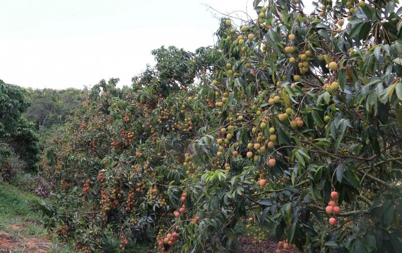 Vườn vải u hồng của gia đình chị Hương đang vào mùa thu hoạch.