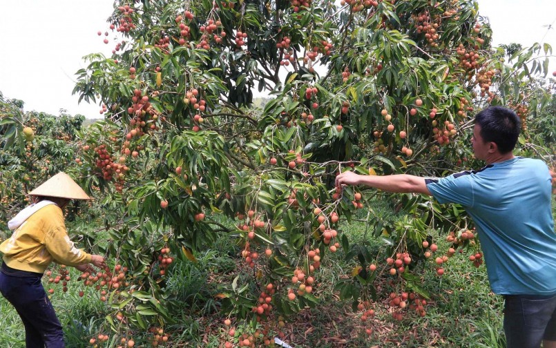 Nhờ chăm sóc tốt nên mỗi năm gia đình chị Hương đã đổi đời từ cây vải, chị cũng chia sẻ cho nhiều nông dân kỹ thuật trồng vải.