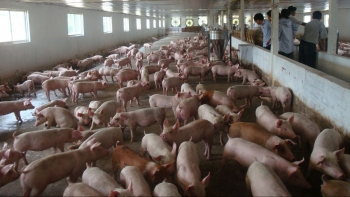 Giá heo hơi hôm nay 13/5: Giá heo tiếp đà khởi sắc, giá thức ăn giảm, nuôi heo đang giai đoạn phục hồi