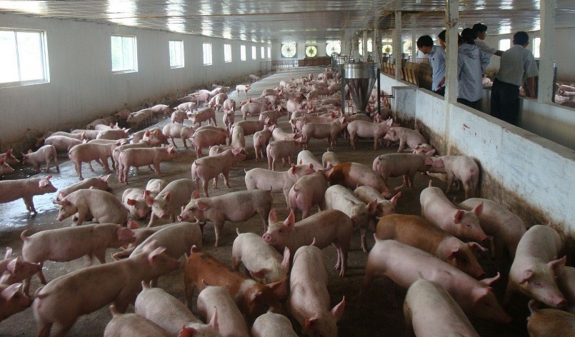 Giá heo hơi hôm nay (13/5) tăng đồng loạt trên cả nước, ghi nhận mức tăng cao nhất 2.000 đồng/kg. 