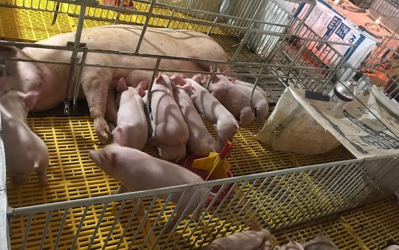 Giá heo hơi hôm nay (13/5) người nuôi heo phấn khởi vì giá heo tăng liên tục và giá thức ăn giảm, chăn nuôi đang phục hồi.