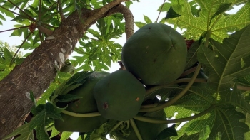 Cây đu đủ bộ phận nào cũng là thuốc nhưng liệu có chữa trị được ung thư?