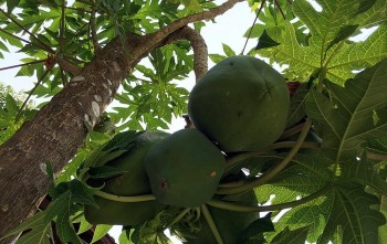 Cây đu đủ bộ phận nào cũng là thuốc nhưng liệu có chữa trị được ung thư?