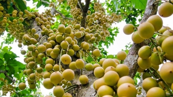 An Giang mùa dâu da chín trái nhuộm vàng lối quen