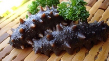 Động vật biển xấu xí, tưởng ít tác dụng hoá ra vừa bổ tim gan lại ngừa cả ung thư